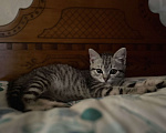 Кошки в Красноярске: Ищем дом котенку  Девочка, 1 руб. - фото 2
