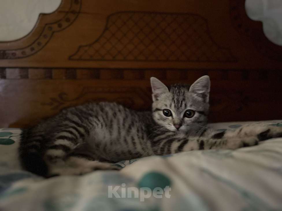 Кошки в Красноярске: Ищем дом котенку  Девочка, 1 руб. - фото 2