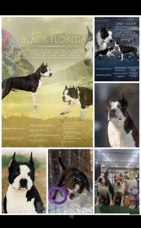 Собаки в Ивантеевке: Щенки от чемпионов Разнополые, 50 000 руб. - фото 9