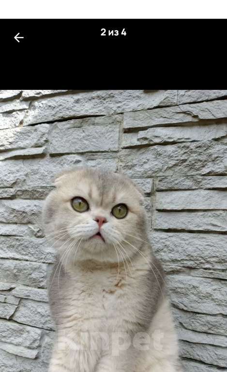 Кошки в Москве: Шотландские котята Разнополые, 30 000 руб. - фото 8