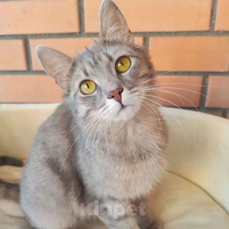 Кошки в Москве: Барселону никто не замечает  Девочка, Бесплатно - фото 2