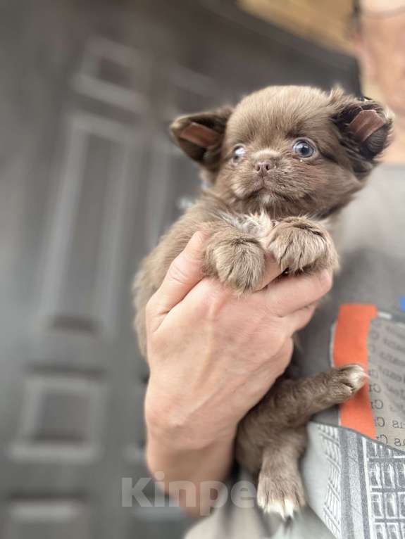 Собаки в Москве: Лиловый пушистик Мальчик, 60 000 руб. - фото 2