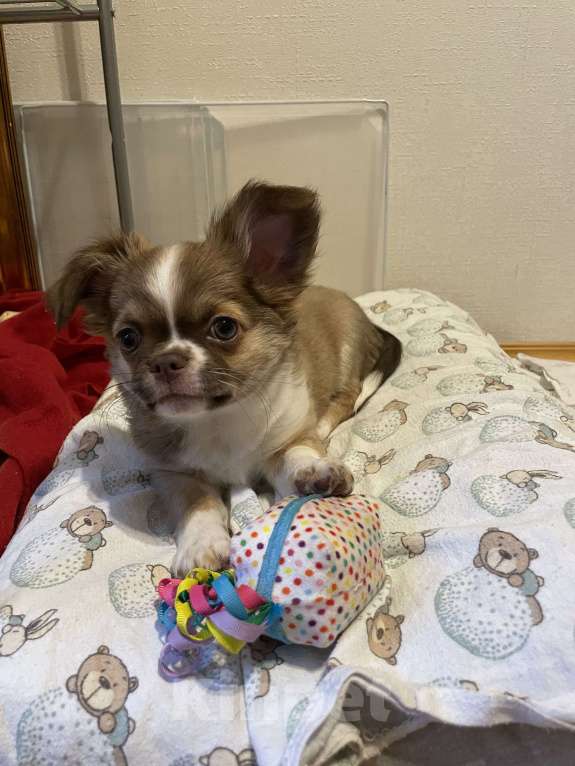 Собаки в Москве: Куколка чихуахуа девочка Девочка, 50 000 руб. - фото 1