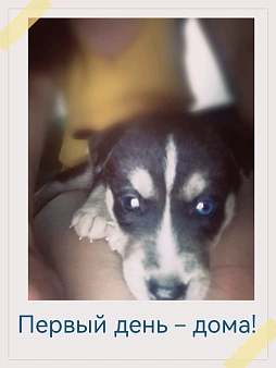 Объявление: Помогите пожалуйста пропал щенок мой любимый и единственный , 1 000 руб., Шахты
