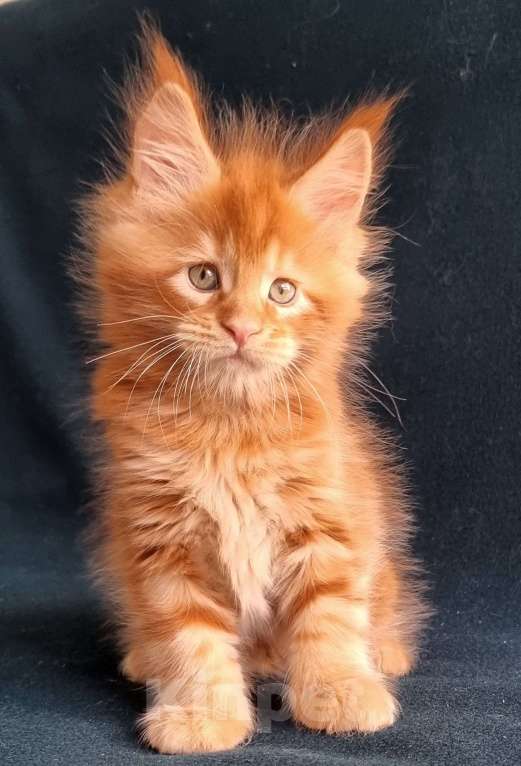 Кошки в Санкт-Петербурге: котенок мейн кун Мальчик, Бесплатно - фото 1