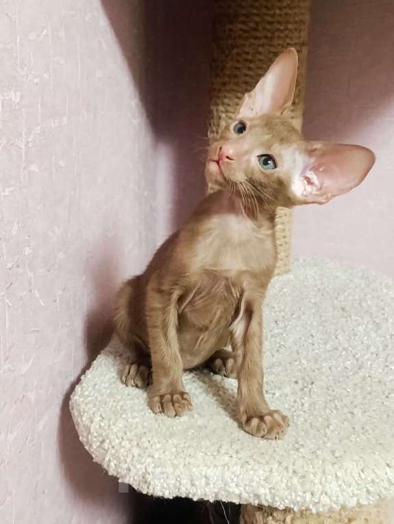 Кошки в Екатеринбурге: Ориентальные котята Разнополые, 20 000 руб. - фото 6