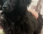 Собаки в Грязи: Продам девочку пуделя 🐩 🥰 Девочка, Бесплатно - фото 3