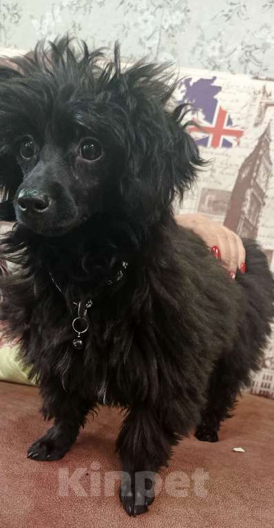 Собаки в Грязи: Продам девочку пуделя 🐩 🥰 Девочка, Бесплатно - фото 3