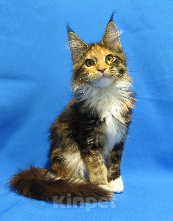 Кошки в Москве: Котенок Мейн-Кун Девочка Девочка, 47 000 руб. - фото 2