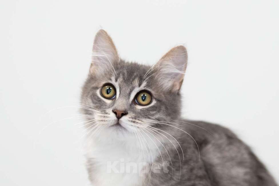 Кошки в Москве: Каспер Мальчик, Бесплатно - фото 5