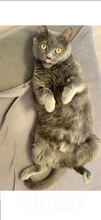 Кошки в Москве: Алекс  Мальчик, Бесплатно - фото 3