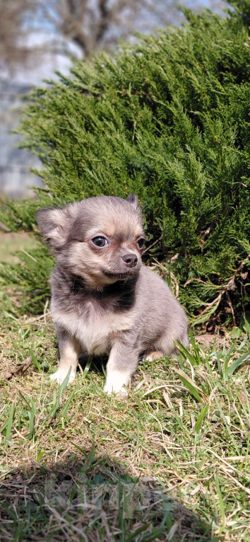 Собаки в Брянске: Чихуахуа мальчик Мальчик, 22 000 руб. - фото 3