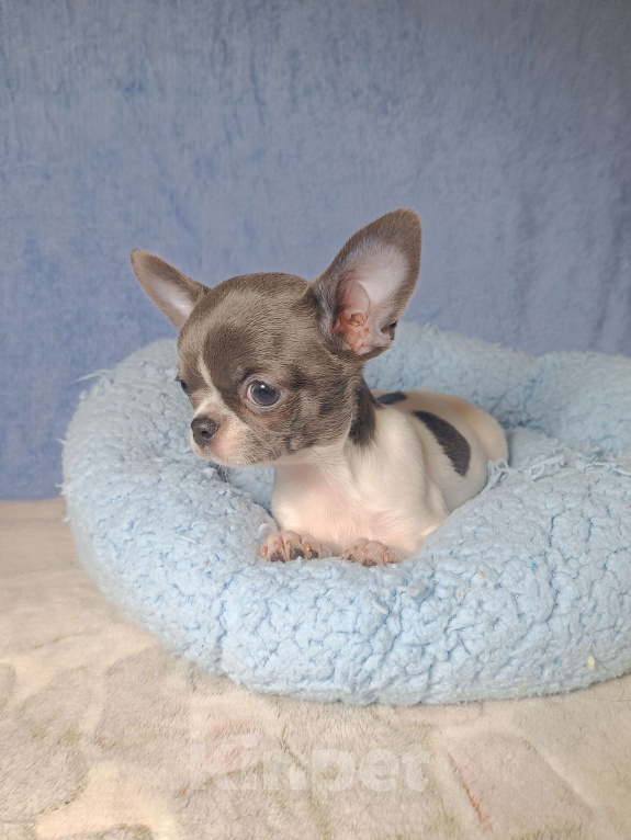 Собаки в Москве: Кукольная девочка в горошек Девочка, 50 000 руб. - фото 4