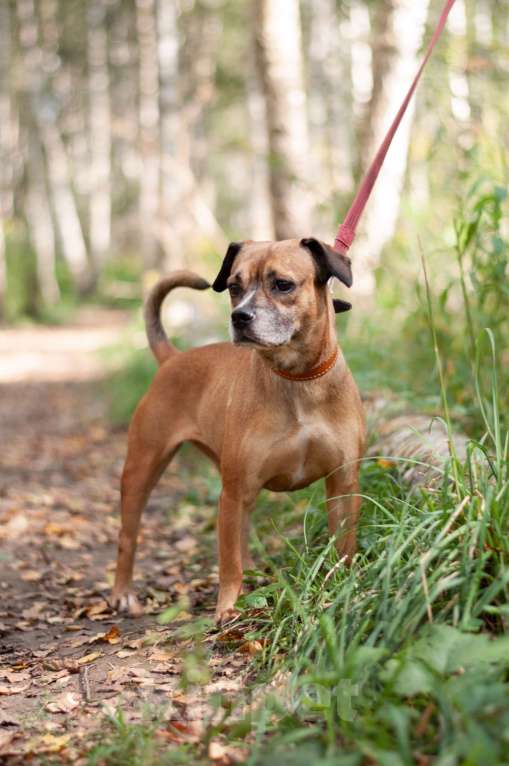 Собаки в Ногинске: Диночка - метис француза в поисках семьи Девочка, Бесплатно - фото 3
