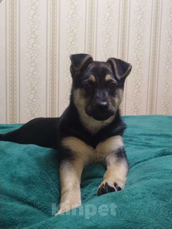 Собаки в Москве: Щенок в добрые руки. Девочка, Бесплатно - фото 3