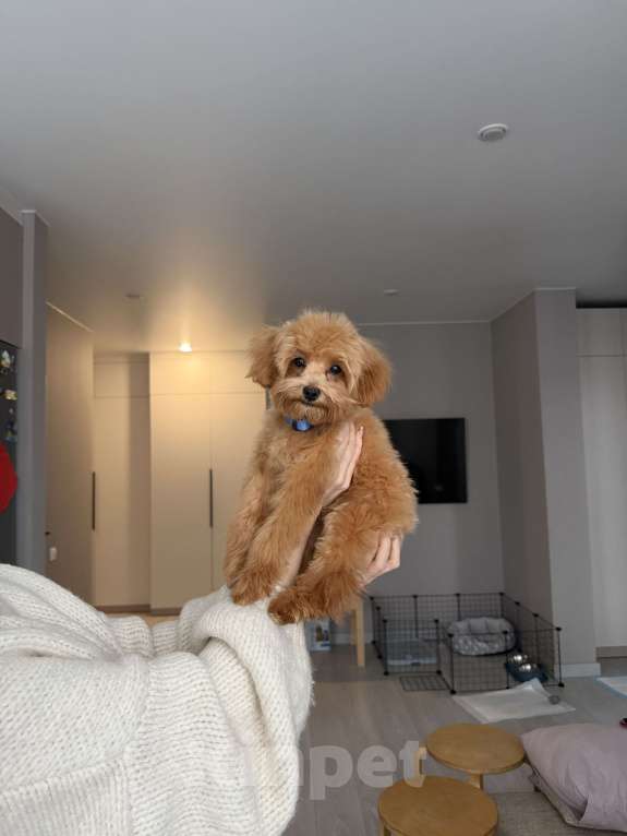 Собаки в Уфе: Мальтипу  Мальчик, 70 000 руб. - фото 3