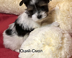 Собаки в Новосибирске: Чудесные щенки Бивер Мальчик, Бесплатно - фото 3