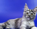 Кошки в Москве: Котенок мейн кун Девочка, Бесплатно - фото 3