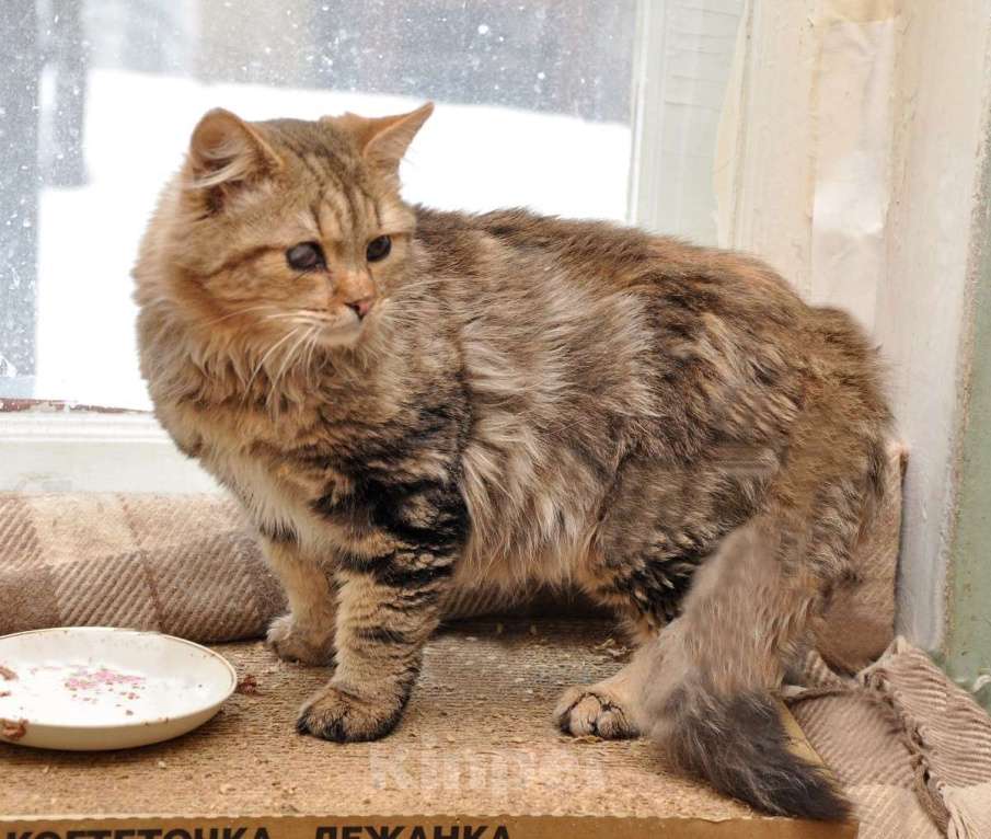 Кошки в Москве: Пушистый сибирский котик особенный Мальчик, Бесплатно - фото 4