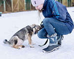 Собаки в Москве: Щенок в добрые руки Мальчик, Бесплатно - фото 4