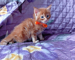 Кошки в Омске: Котята породы мейн-кун Девочка, 10 000 руб. - фото 3
