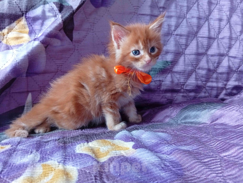 Кошки в Омске: Котята породы мейн-кун Девочка, 10 000 руб. - фото 3