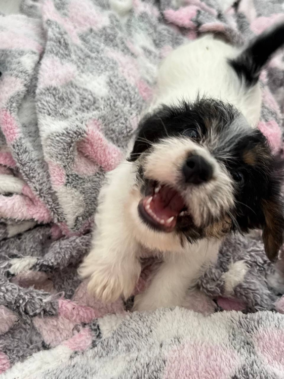 Собаки в Краснодаре: Джек рассел терьер Мальчик, 60 000 руб. - фото 3
