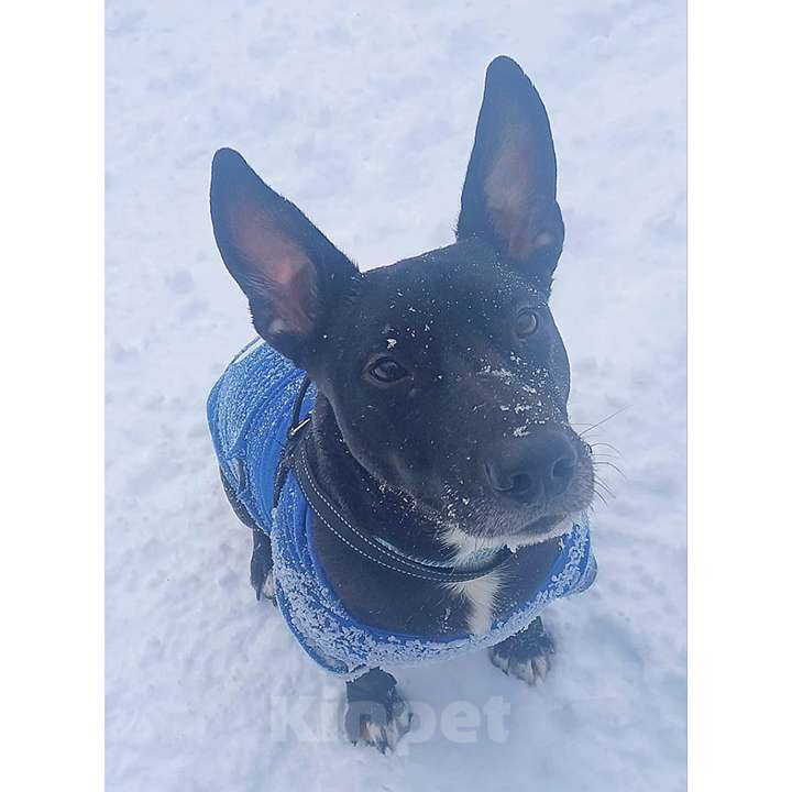 Собаки в Москве: Нежный брутал ГРОМ ищет семью Мальчик, 10 руб. - фото 1