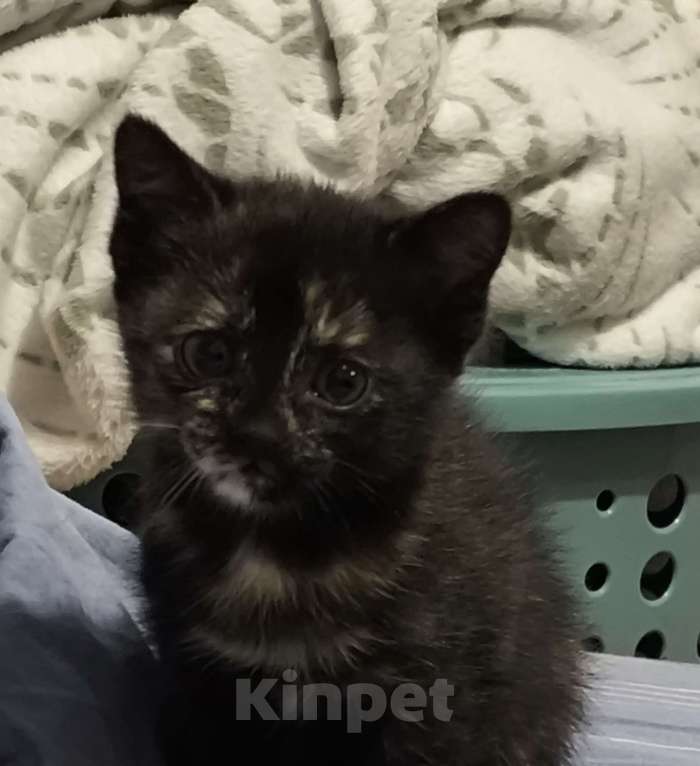 Кошки в Новосибирске: Котенок в добрые руки Девочка, Бесплатно - фото 3