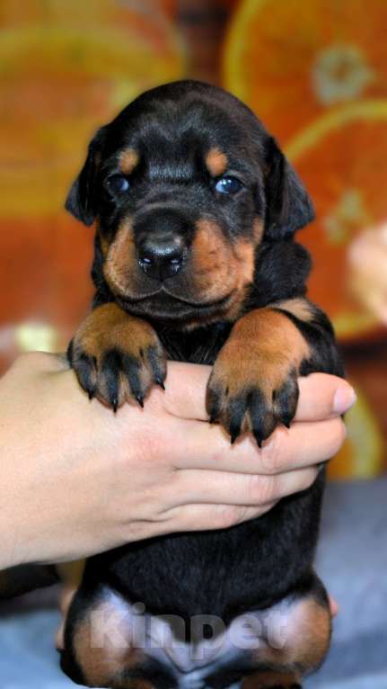 Собаки в других городах Новосибирской области: Щенки добермана с документами РКФ Мальчик, 70 000 руб. - фото 3