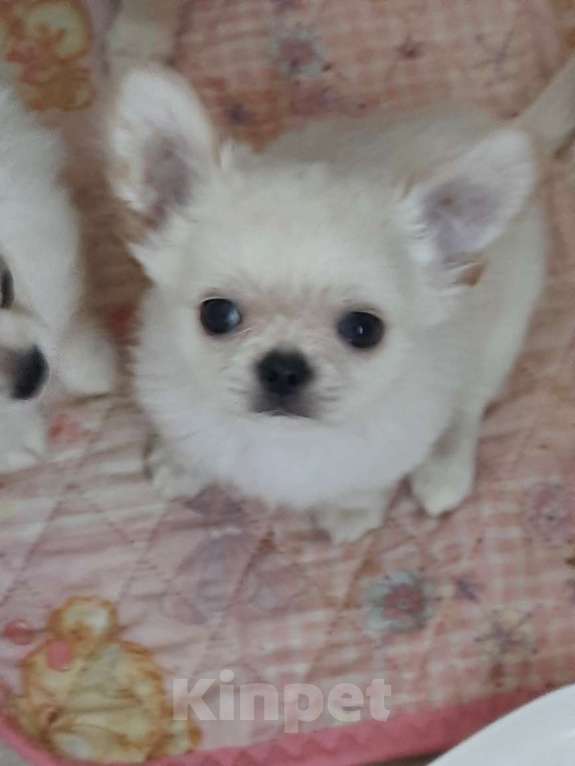 Собаки в Москве: красивые мальчики чихуахуа Мальчик, 20 000 руб. - фото 6