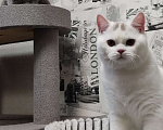 Кошки в Москве: Белый британский котенок 7 месяцев Мальчик, 35 000 руб. - фото 4