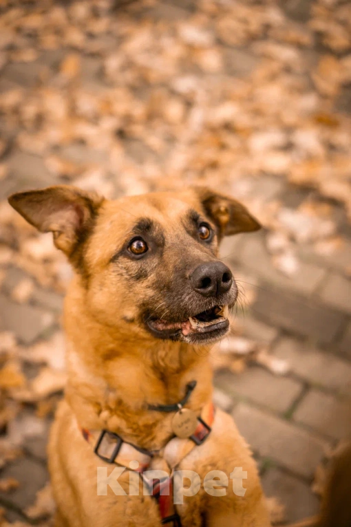 Собаки в Москве: Парень Арчи в добрые руки Мальчик, Бесплатно - фото 7