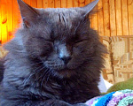 Кошки в Кубинке: Разговорчивый Кузя, кото-пёс Мальчик, Бесплатно - фото 10