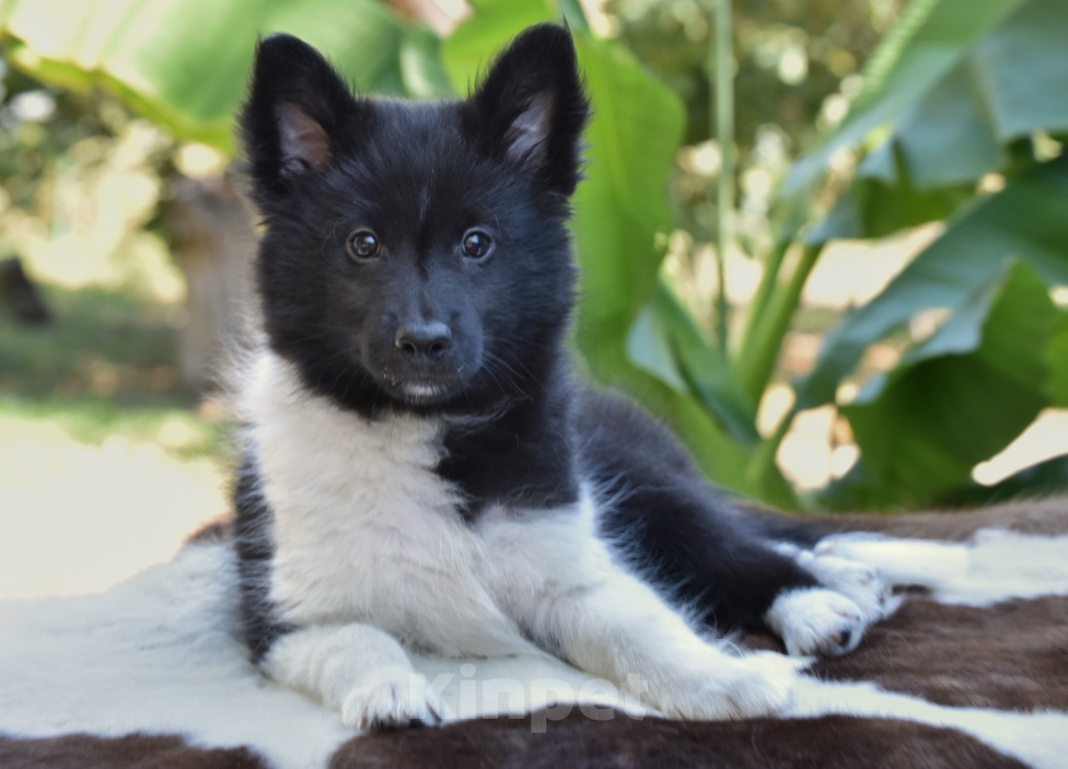 Собаки в Москве: Ненецкая оленегонная лайка, кобель Пурга. Мальчик, 60 000 руб. - фото 7