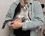 Кошки в Химках: Котенок мальчик Мальчик, Бесплатно - фото 5