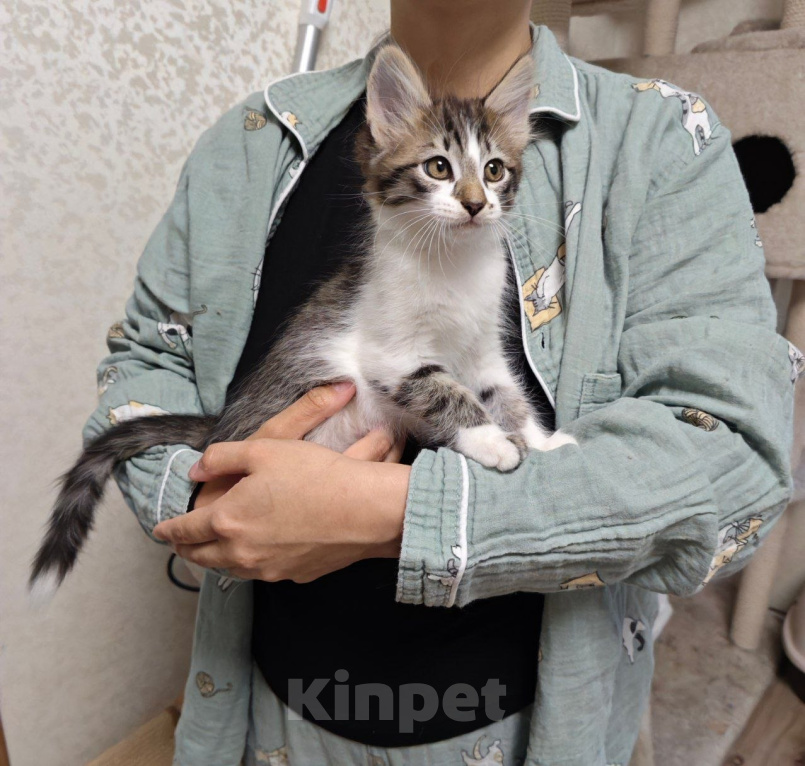 Кошки в Химках: Котенок мальчик Мальчик, Бесплатно - фото 5