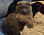 Кошки в Новочебоксарске: Шотландский кот на вязку, 1 000 руб. - фото 1