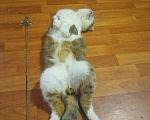 Кошки в Апшеронске: Шустрик в добрые руки, кастрирован, 10 руб. - фото 3