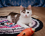 Кошки в Москве: Котёнок-девочка в добрые руки Девочка, 1 руб. - фото 2