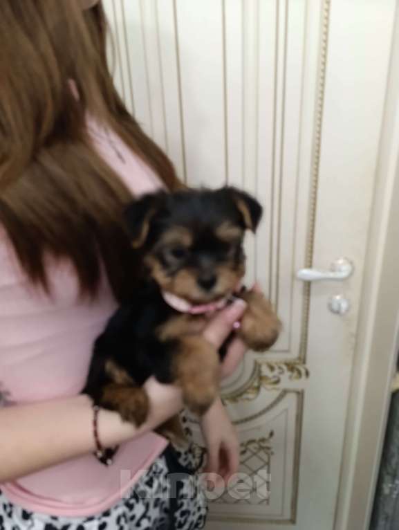 Собаки в Краснодаре: Щенки йоркшистого ьерьера Мальчик, 17 000 руб. - фото 4