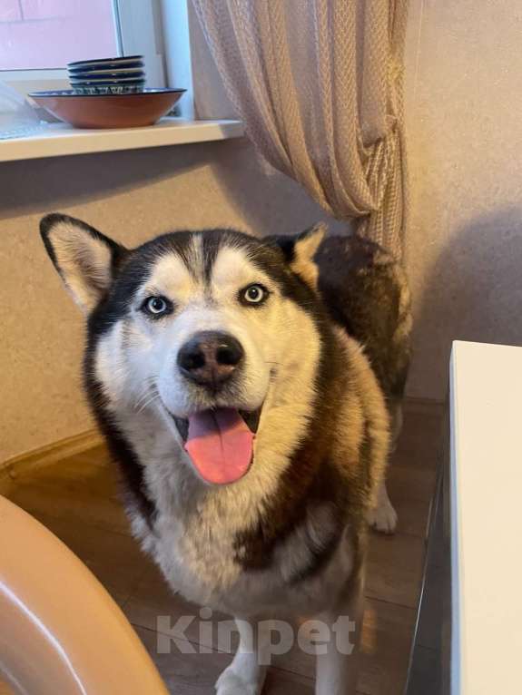 Собаки в Лукоянове: Сбежали братья-хаски Мальчик, 1 000 руб. - фото 2