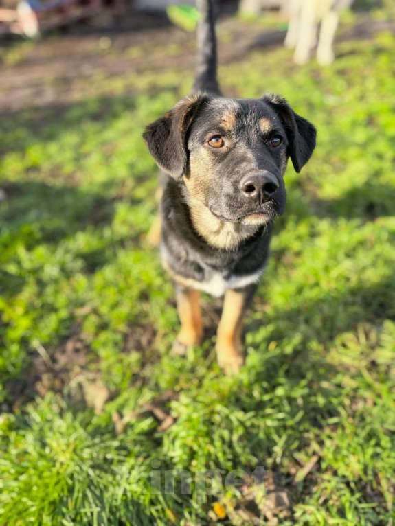 Собаки в Лосином-Петровском: Батлер якутенок Мальчик, Бесплатно - фото 3