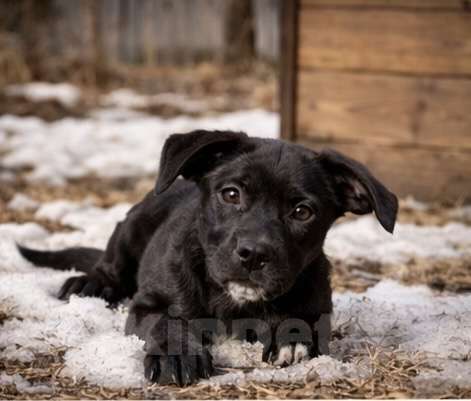 Собаки в других городах Московской области: Жизнерадостная Ника, метис лабрадора Девочка, Бесплатно - фото 2