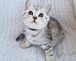 Кошки в Королеве: Британские котята Табби Мальчик, 7 000 руб. - фото 2