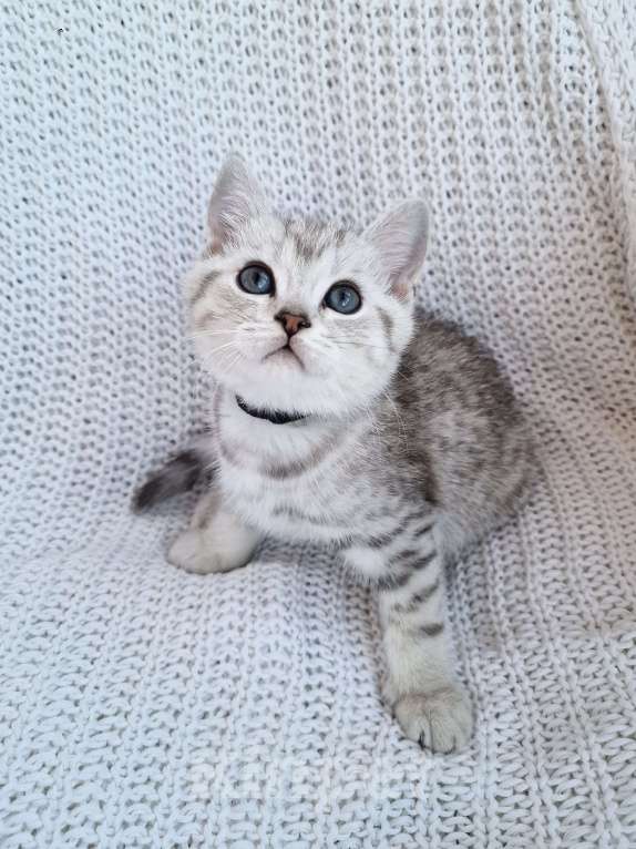 Кошки в Королеве: Британские котята Табби Мальчик, 7 000 руб. - фото 2