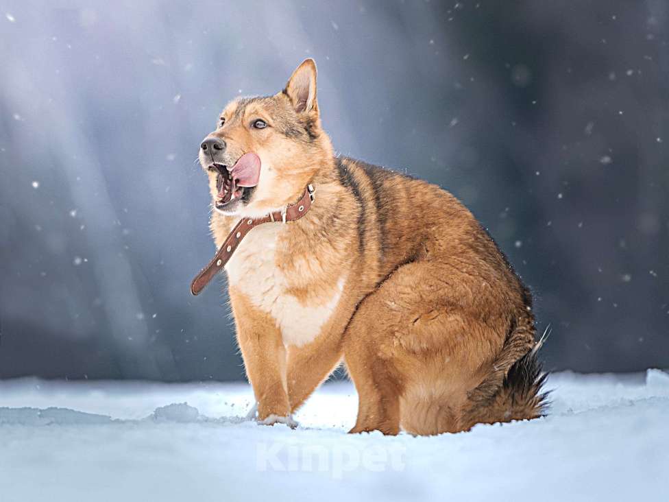 Собаки в Клине: Синги — преданный пёс Мальчик, Бесплатно - фото 9