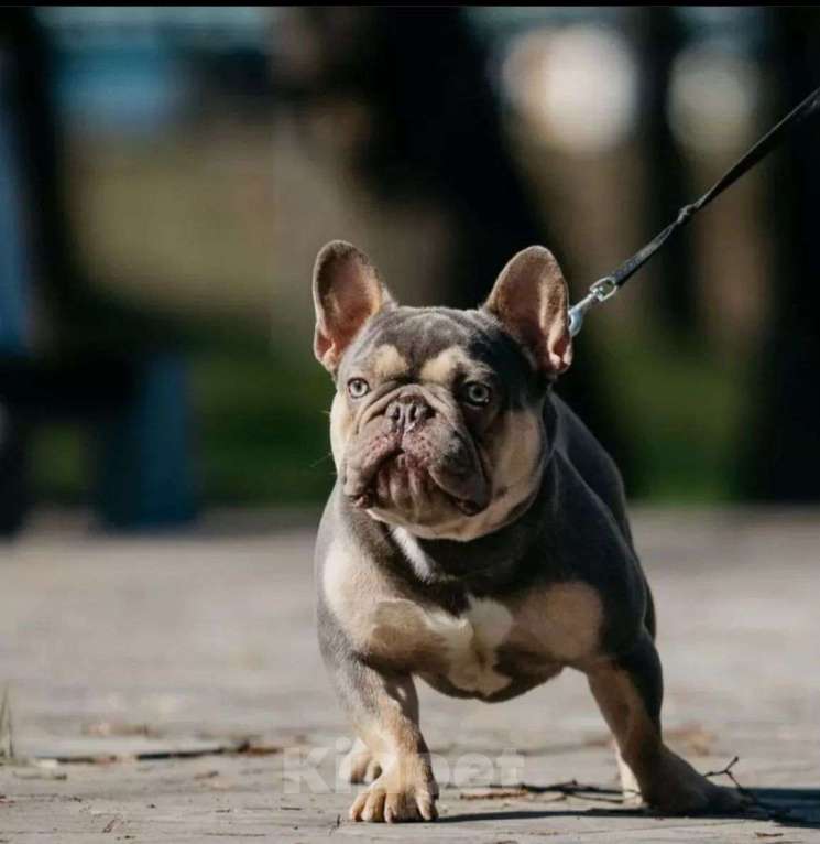 Собаки в Санкт-Петербурге: Продам щенков французского бульдога Девочка, 50 000 руб. - фото 6