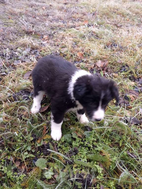 Собаки в Уварово: Щенок Девочка, Бесплатно - фото 4