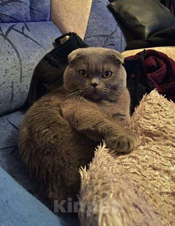 Кошки в Новочебоксарске: Шотландский кот на вязку, 1 000 руб. - фото 1